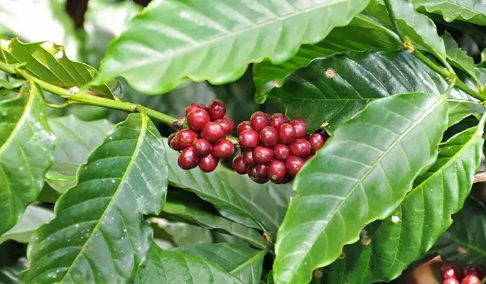 Costa